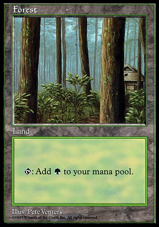 Forest | Apac Land