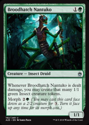 Broodhatch Nantuko | Masters 25