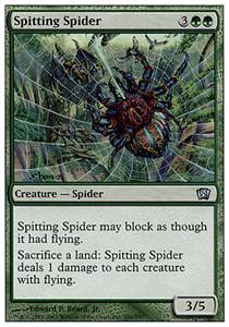 Spitting Spider