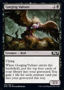 Gorging Vulture